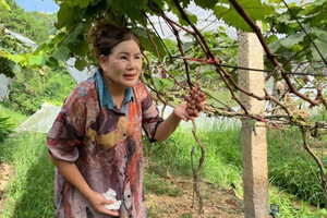 Nông dân Lạng Sơn chi 7 tỷ trồng quả là ‘viên ngọc quý’ giữa núi non: Sẽ đầu tư mạnh tay hơn, du khách nô nức tới check in