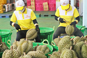 Xuất hiện cứu tinh cho sầu riêng Việt Nam: Xuất khẩu tăng gấp 3, đến Thái Lan cũng mạnh tay chốt đơn