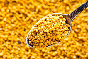 Một loại phấn hoa chỉ thu vài ngày trong năm, có giá hơn 1 triệu đồng/kg