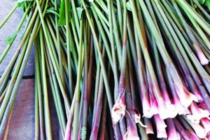 Thứ tưởng chỉ nhổ vứt đi lại là đặc sản ngon lạ lùng, dân thành phố ưa chuộng giá tới 50.000 đồng/kg