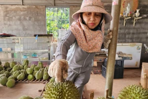 Sầu riêng rớt giá do... ông trời