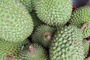 Sầu riêng lại ồ ạt xuất sang Trung Quốc nhờ cách làm mới, người trồng có lãi