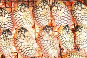 Loài cá lạ ở Việt Nam mang tên trái cây, được ví như 'thịt gà biển', giá 400.000 đồng/kg mà vẫn 'cháy hàng'