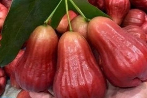 Nông dân miền Tây biến cù lao nghèo thành 'vương quốc mận hồng': Giống không thuốc, 2 lần bao trái, lọt vào thực đơn giới sành ăn với giá 230.000 đồng