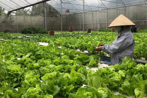Nông dân Hải Phòng trồng loại rau ‘thần tốc’ theo công nghệ Israel: 30 ngày thu hoạch lại đem lại thu nhập cao, cuộc sống ‘lên đời’ từ đây