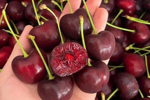 Cherry Mỹ giá 189.000 đồng/kg, người dân TP. HCM tranh thủ cơ hội vàng ăn 'trái nhà giàu'