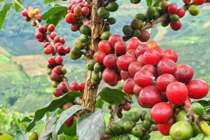 Lý do xuất khẩu cà phê, cá ngừ gặp khó
