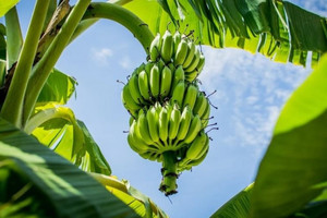 Xuất khẩu một phụ phẩm từ cây chuối, Việt Nam âm thầm vươn lên vị trí top 2 toàn cầu
