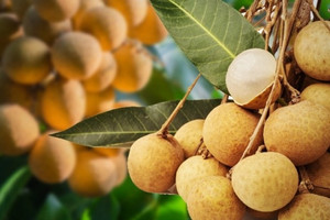 Trái ngọt này đang khiến nông dân Thái Lan đau đầu vì sản lượng quá khủng, chính phủ tung 8 chiêu giải cứu