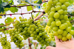 Nghệ An trồng thành công giống nho 'quý tộc' có giá hơn 1 triệu đồng/kg: Giá 'mềm' hơn nhập khẩu