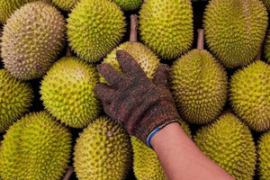 Sầu riêng của một quốc gia đang không ngừng phủ sóng tại Trung Quốc, Việt Nam và Thái Lan phải e dè