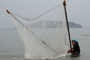 Biển động, trời nổi gió: Dân vùng biển lại tranh thủ 'gom lộc trời ban', bán nửa triệu mỗi ký