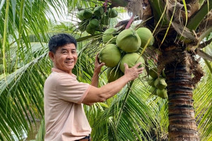 Nông dân Cần Thơ từng bị ‘lắc đầu’, vẫn quyết tâm trồng loại cây ra quả nặng trĩu: Nay ‘lên đời’, càng khô bán càng được giá