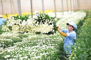 Lá tre bỗng dưng đắt khách, loài hoa dân dã trở thành 'ngôi sao'