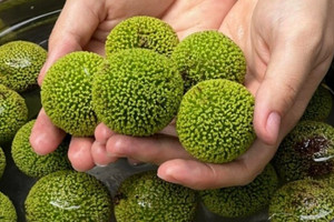 Loại quả mọc bờ rào xưa không ai ngó ngàng, nay 'lên đời' thành đặc sản được người thành phố ưa chuộng, có tiền khó mà mua