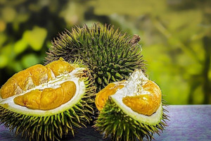 Trồng sầu riêng kiểu Trung Quốc, chưa đầy 10 năm thách thức cả Thái Lan lẫn Việt Nam