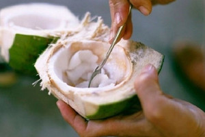 Một bộ phận của quả dừa, giá chưa tới 40.000 đồng/kg nhưng bổ ngang nhân sâm, tổ yến đang bị người Việt bỏ quên