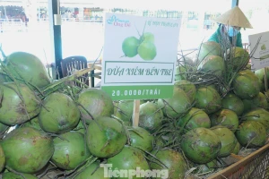 Hậu sáp nhập 3 tỉnh, doanh thu dừa tươi dồn về 1 mối lớn nhất nước