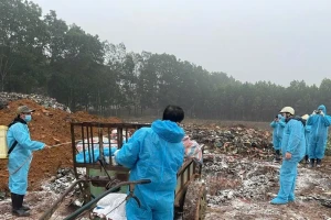 Thanh Hóa: Dịch tả lợn Châu Phi xuất hiện tại 61 xã, phường và nguy cơ lan rộng