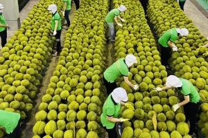 Sầu riêng Việt Nam sắp 'lên đời'
