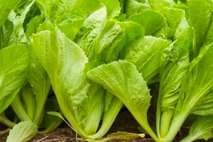 Loại rau xưa mọc đầy vườn chẳng ai ăn, nay ví ‘nhân sâm nhà nghèo’: Giàu dinh dưỡng lại giúp hỗ trợ điều trị bệnh, giá chỉ 3.000 đồng/1 mớ