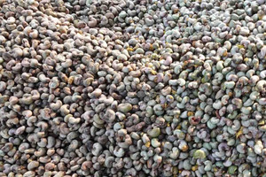 Trung Quốc liên tục chốt đơn sản vật đắt đỏ của Việt Nam: Thống trị cả thế giới 2 thập kỷ, 90 quốc gia nhanh chân săn lùng