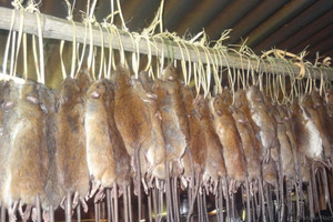 Rúng động: Phanh phui đường dây dùng thịt chuột và động vật hoang dã giả mạo thịt cừu để bán ra thị trường, xử phạt hơn 900 đối tượng