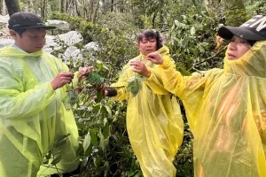 'Thủ phủ' sâm Ngọc Linh thiệt hại gần 12 tỷ đồng do mưa bão