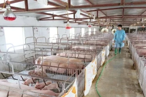 Chủ tịch Hà Nội yêu cầu xử lý nghiêm hành vi tiêu thụ, vứt xác lợn nhiễm dịch
