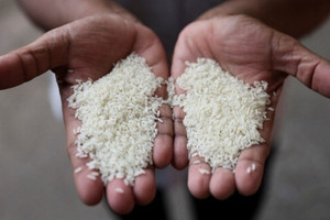 Đường dây gạo giả gây thiệt hại hơn 6 tỷ USD tại cường quốc gạo châu Á, Tổng thống thẳng tay trị loạt ông lớn đứng sau