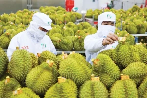 Xuất khẩu sầu riêng vào 'khuôn khổ' mới