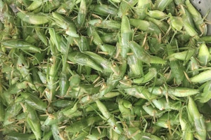 Loài côn trùng được ví như 'tóp mỡ xanh' nay thành đặc sản tiền triệu tại Hà Nội, giá 1 lạng bằng cả 1 cân thịt: Trở thành món khoái khẩu của giới nhà