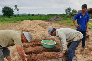 Nông dân Đắk Lắk mới chất đống thứ này ngoài ruộng, rất giàu dinh dưỡng nên bán rất được giá: Vừa sạch đồng vừa tăng thêm thu nhập