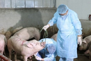 Hà Nội: Gần 10.500 con lợn buộc phải tiêu hủy do dịch tả lợn châu Phi