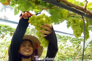 'Đột nhập' vườn nho sai trĩu, khách kéo đến mua chín không kịp