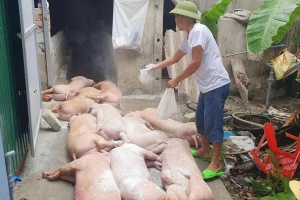 Vì sao dịch tả lợn châu Phi lan rộng?