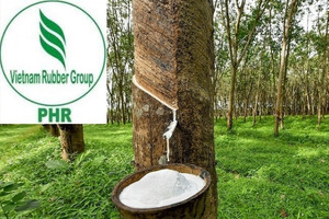 Lãi hơn 480 tỷ đồng nửa đầu năm, Cao su Phước Hòa (PHR) chốt ngày trả cổ tức tiền mặt tỷ lệ 13,5%