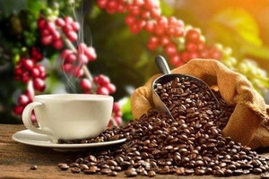 Châu Âu không thể thiếu, Nga không thể trồng: Đua nhau nhập hàng trăm nghìn tấn 'hạt tỷ đô' của Việt Nam