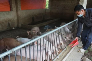 Dịch tả lợn châu Phi lan rộng: Tết này có thiếu thịt, giá tăng?