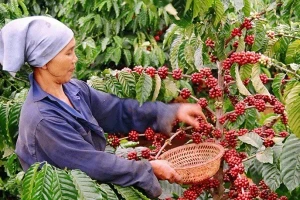 Loại nông sản nào xuất khẩu ấn tượng nhất 7 tháng qua?