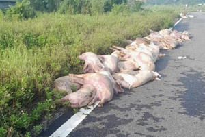 Dịch tả lợn châu Phi lan rộng: Nhiều nơi vứt lợn chết ra đường, tiểu thương 'méo mặt' vì quá ế ẩm