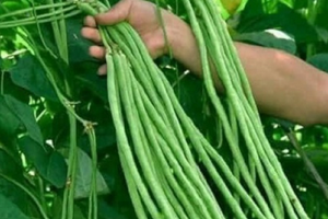 Loại rau 'dài như đũa' được ví như siêu thực phẩm: Rẻ, dễ tìm nhưng giá trị dinh dưỡng không hề 'nhẹ ký'