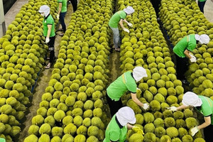Sầu riêng xuất khẩu hoàn hàng sẽ bị 'soi' từ vỏ đến ruột