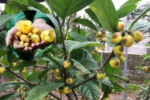 Cây 'đẻ ra vàng' ở Việt Nam được Trung Quốc lùng mua ráo riết, được ví như 'thần dược' giá tới 15 triệu/kg