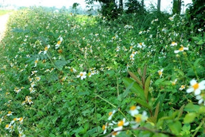 Loại cây mọc dại ven đường ít người ngó ngàng, hoá ra công dụng lại nhiều vô kể: Vừa làm thuốc Nam lại có thể điều chế thành mỹ phẩm đắt tiền