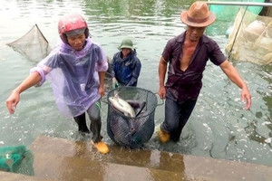 'Đánh thức' ruộng bỏ hoang, nông dân nuôi cá triệu đô, chỉ sau 2 tháng đã đón tin vui