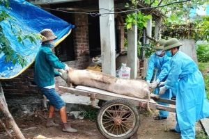 Dịch tả lợn lan 52 xã phường, Đà Nẵng xin kinh phí tiêm phòng cho lợn thịt