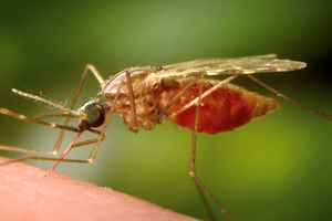 Dịch sốt Chikungunya bùng phát dữ dội ở Trung Quốc: Hơn 7.000 người nhập viện, được đánh giá nghiêm trọng ngang Covid-19