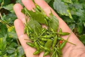 Quả nhỏ như hạt thóc, thơm cay đặc trưng: Từ mọc dại thành đặc sản đắt đỏ bậc nhất, nhiều người săn lùng