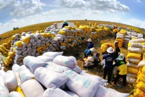 Philippines dừng nhập khẩu gạo, Việt Nam ảnh hưởng thế nào?